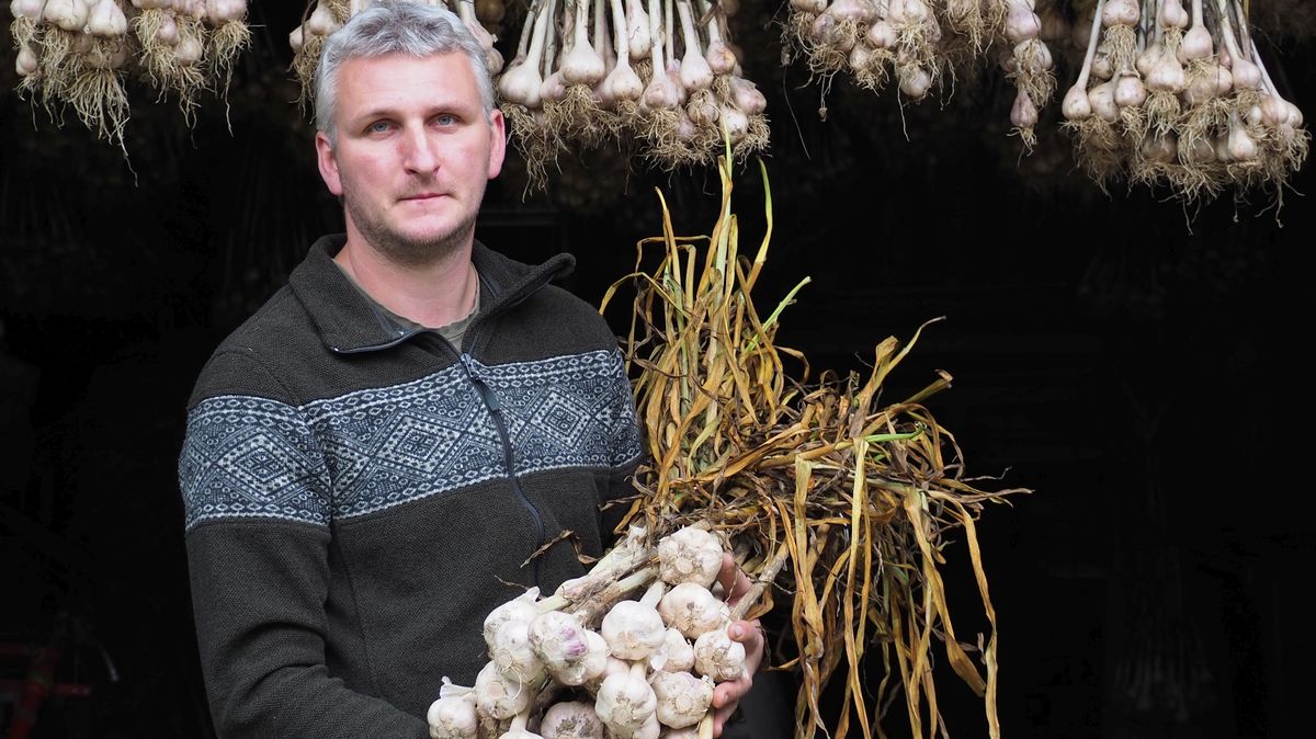 V Beskydech pěstují unikátní český česnek